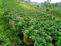 Kebun Strawberry (Ciwidey)