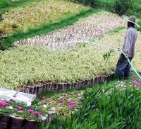 Kebun Bunga Cihideung