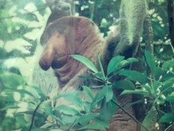 Taman Konservasi Mangrove dan Bekantan Tarakan