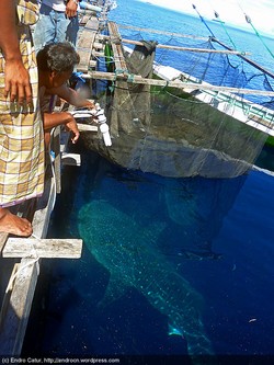 Melihat Hiu Paus, Nabire