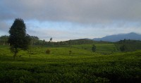 Pekebunan Teh Malabar