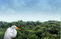 Cagar Alam Pulau Burung