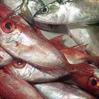 Tahun 2015 Indonesia Targetkan Jadi Penghasil Ikan Terbesar di Dunia