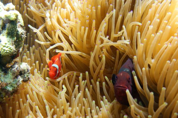 Bunaken dan Keceriaan Penghuni Bawah Lautnya