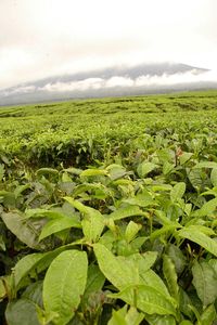 Perkebunan Teh Kayu Aro Taman Nasional Kerinci Seblat