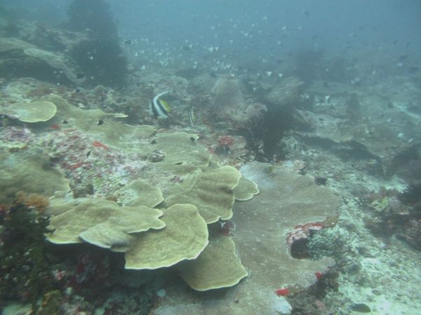 Keindahan Bawah Laut Maluku