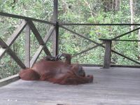 Pesona orangutan di Camp Lakey