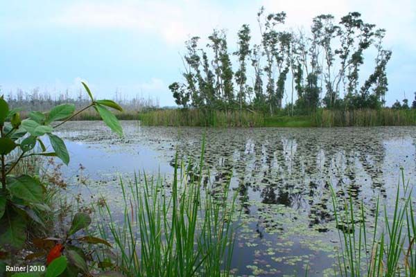 Oase di Tengah Pulau Bangka