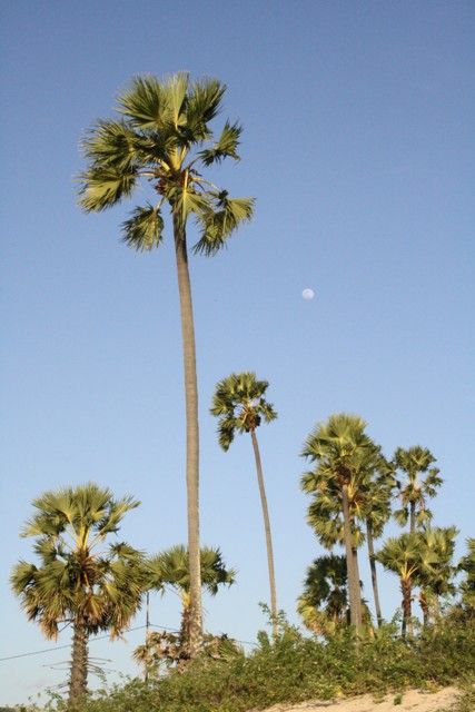 Istana Kuning, Sisa Kejayaan Kotawaringin Barat