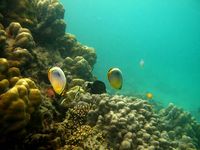 Pemandangan Bawah Laut Cubadak