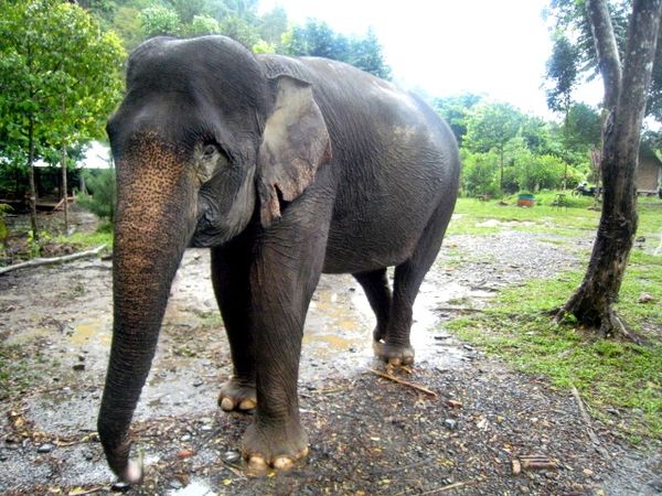 Berteman dengan Gajah di Tangkahan