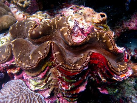 Surga Bawah Laut Wakatobi