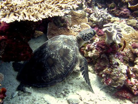 Surga Bawah Laut Wakatobi