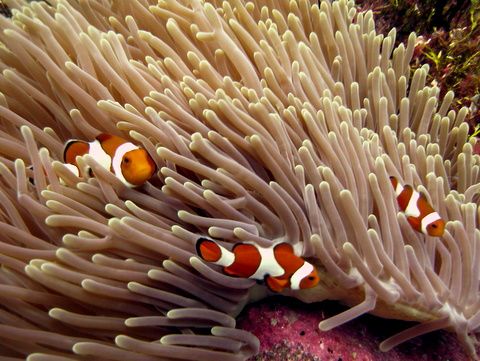 Surga Bawah Laut Wakatobi