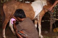 Susu Kuda Liar Saneo, Terbaik di Pulau Sumbawa