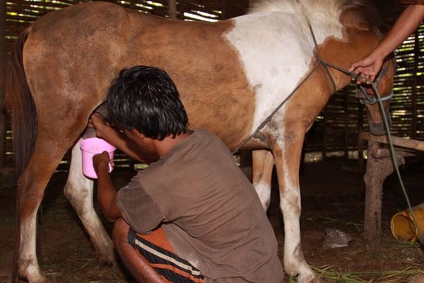Susu Kuda Liar Saneo, Terbaik di Pulau Sumbawa