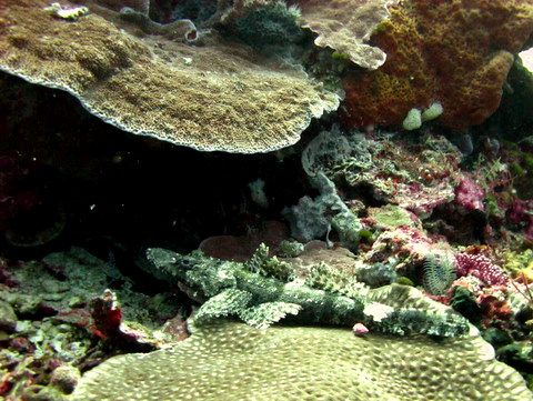 Surga Bawah Laut Wakatobi