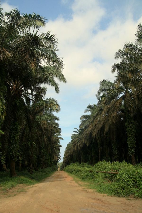 Kebun Kelapa Sawit