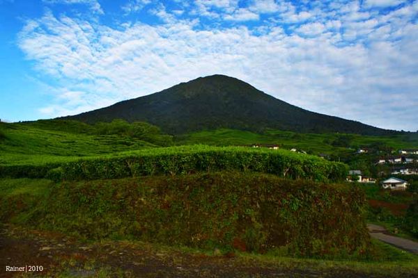 Hanyut Dalam Kehangatan Teh dari Rimau