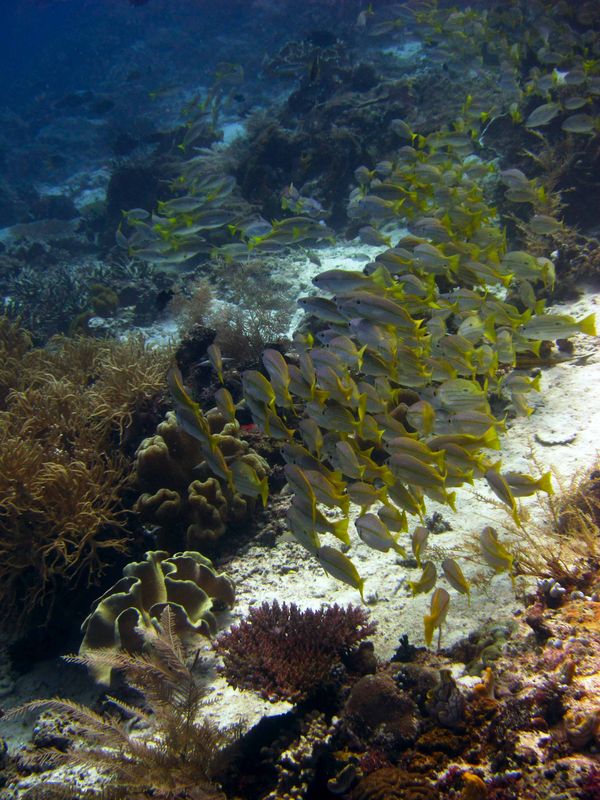 Rumah Idaman Para Ikan, Raja Ampat