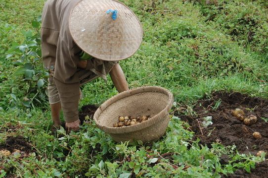 Kehidupan Petani di Dieng 