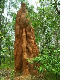 Uniknya Taman Nasional Wasur