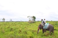 Menjelajahi Way Kambas dengan Safari Gajah