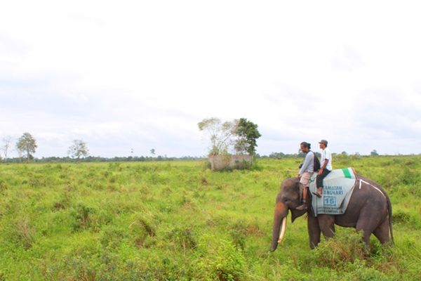 Menjelajahi Way Kambas dengan Safari Gajah