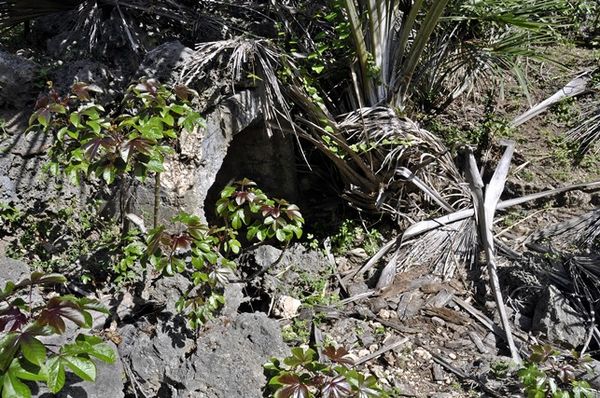 Goa Jepang Panafbibi di Tasikona, NTT