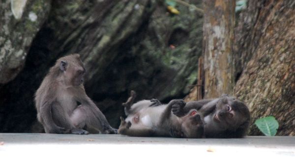 Bersahabat dengan Fauna