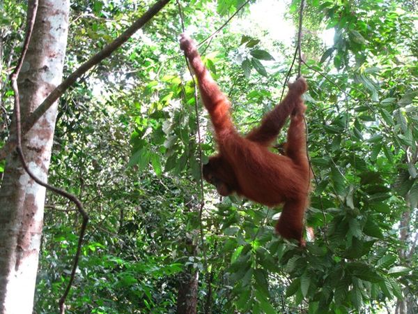 Taman Nasional Gunung Leuser