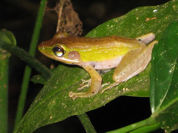 Kodok Taman Nasional Gn. Palung