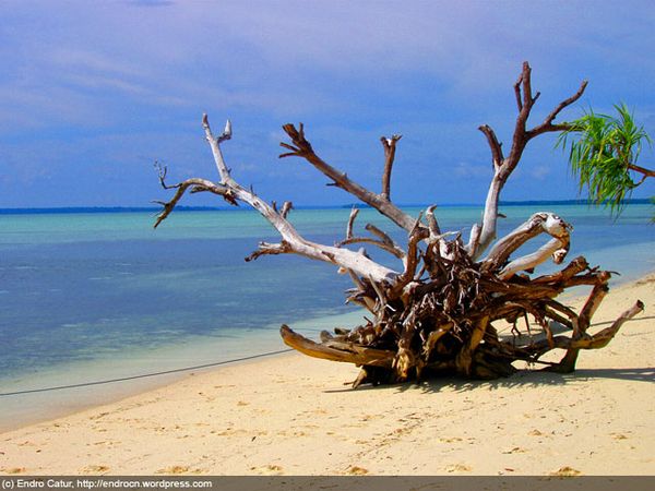 Taman Laut Kepulauan Padaido, Biak: Penuh Kejutan!