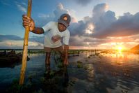 Rumput Laut dari Timbis