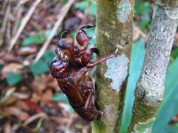 Serangga Taman Nasional Gn. Palung