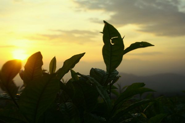 Meniti Matahari Pagi di Pagaralam