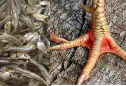 Ikan Teri dan Ceker Ayam Sumber Utama Kalsium Selain Susu