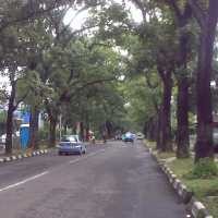 Waspada Lewati Jalur Pohon Rimbun Saat Angin Kencang