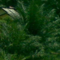 Bakrie Plantation Bidik Pendapatan Rp 4 Triliun di 2011