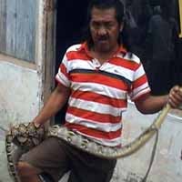 Seorang Balita Nyaris Dimakan Ular