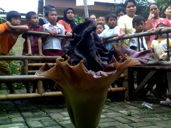 Bunga Bangkai di Cipinang Muara