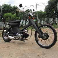 Cangcorang Hitam Peminum Bensin