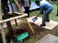 Foke Tanam Pohon Trembesi di Monas