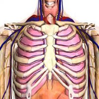 Google Telanjangi Tubuh Manusia