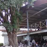 Pohon Beringin, Tempat Hantu Wanita Tinggal