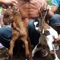 Heboh Kambing Bertelinga Empat
