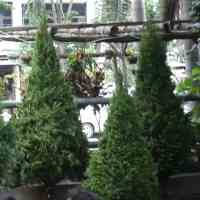 Omzet Penjualan Pohon Natal Capai 20 Persen