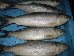 Memilih Ikan Bandeng