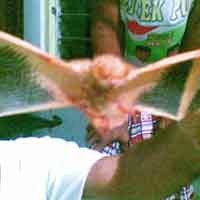 Geger Penangkapan Kelelawar yang Diyakini Jelmaan Manusia