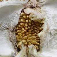 Durian Isi Durian Milik Teman Saksofonis Tipe-X